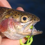 FishHeadSM Cruel and Unusual