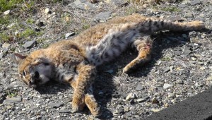 Dead Bobcat