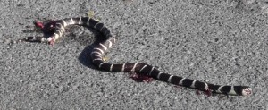 Common King Snake