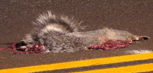 Smashed Gray Squirrel