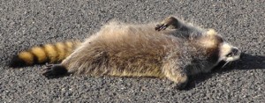 Dead Raccoon