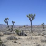 Joshua Tree Desert