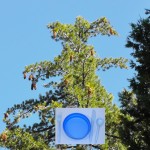 Eat a PineTree Pine Tree with Food Bowl