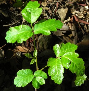 Poison Oak: Wikimedia Commons